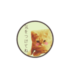こむぎ【日常編②】（個別スタンプ：14）
