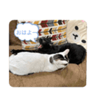 しげ家のネコたち（個別スタンプ：4）