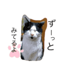 しげ家のネコたち（個別スタンプ：9）