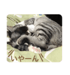 しげ家のネコたち（個別スタンプ：10）