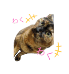 しげ家のネコたち（個別スタンプ：12）
