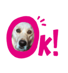 天国と犬ちゃん（個別スタンプ：4）