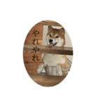 犬かと思いきやアルパカ（個別スタンプ：1）