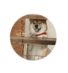 犬かと思いきやアルパカ（個別スタンプ：2）