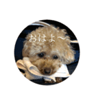犬かと思いきやアルパカ（個別スタンプ：3）
