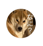 犬かと思いきやアルパカ（個別スタンプ：5）
