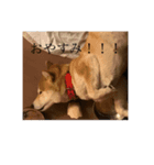犬かと思いきやアルパカ（個別スタンプ：6）