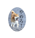 犬かと思いきやアルパカ（個別スタンプ：8）
