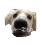 こまうのすたんぷ（個別スタンプ：1）