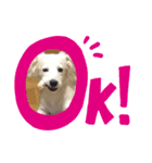 こまうのすたんぷ（個別スタンプ：7）