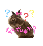 うちのうさぎと猫（個別スタンプ：1）
