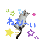 うちのうさぎと猫（個別スタンプ：5）