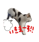 うちのうさぎと猫（個別スタンプ：8）