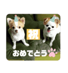 ちわわのティロとチャコ（個別スタンプ：1）