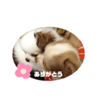 ちわわのティロとチャコ（個別スタンプ：2）