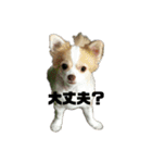 ちわわのティロとチャコ（個別スタンプ：4）