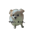 ちわわのティロとチャコ（個別スタンプ：10）