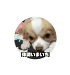 ちわわのティロとチャコ（個別スタンプ：11）