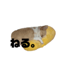 ちわわのティロとチャコ（個別スタンプ：12）