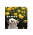 ちわわのティロとチャコ（個別スタンプ：14）