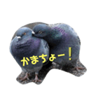 ハト命（個別スタンプ：2）