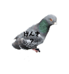 ハト命（個別スタンプ：5）