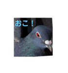 ハト命（個別スタンプ：6）