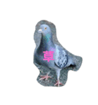 ハト命（個別スタンプ：7）