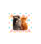 猫のおうち生活（個別スタンプ：1）