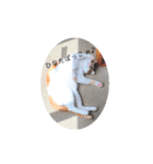 猫のおうち生活（個別スタンプ：4）