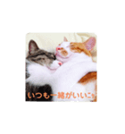猫のおうち生活（個別スタンプ：6）