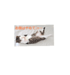 猫のおうち生活（個別スタンプ：7）