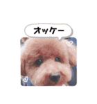 うちのおみくん2（個別スタンプ：13）