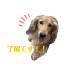 ミニチュアダックス♪（個別スタンプ：2）