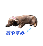 ミニチュアダックス♪（個別スタンプ：3）