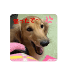 ミニチュアダックス♪（個別スタンプ：4）
