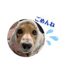 ミニチュアダックス♪（個別スタンプ：8）