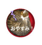 ちょももも（個別スタンプ：1）