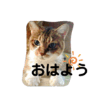 ちょももも（個別スタンプ：4）