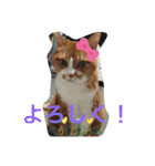 ちょももも（個別スタンプ：8）