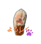 ちょももも（個別スタンプ：10）
