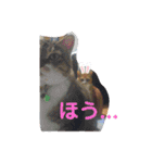 ちょももも（個別スタンプ：11）