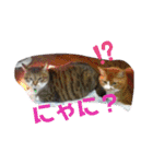 ちょももも（個別スタンプ：12）