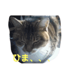 ちょももも（個別スタンプ：16）