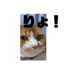 ちょももも（個別スタンプ：19）