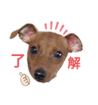 ミニピンハンナちゃん（個別スタンプ：8）