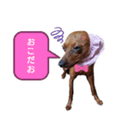 ミニピンハンナちゃん（個別スタンプ：23）
