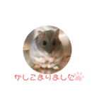 うちのハムスター ごはんさん（個別スタンプ：3）