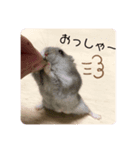 うちのハムスター ごはんさん（個別スタンプ：6）