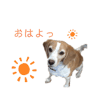 ハッピービーグル2 (特別版)（個別スタンプ：1）
